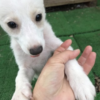 交渉中