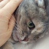 右目の目やに