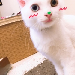 初SNOW