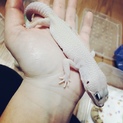 ヒョウモントカゲモドキ ブリザード