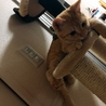 。みー。