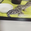 里親さん決定しました！ヒョウモントカゲモドキ