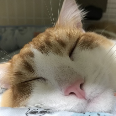 ネムネム