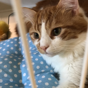 大好き
