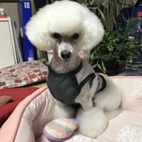 蓮