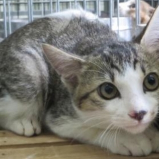 里親様決定❤  ありがとうございました