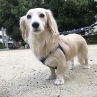 あんず