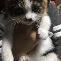 「ロハン編」サムネイル1