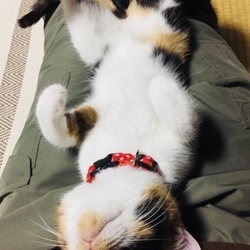 「ロハン編」サムネイル2