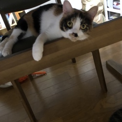 「ロハン編」サムネイル3