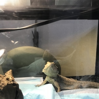 フトヒゲアゴトカゲさんです。