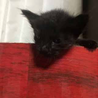 【黒猫】手のひらにのるくらいの可愛い仔猫