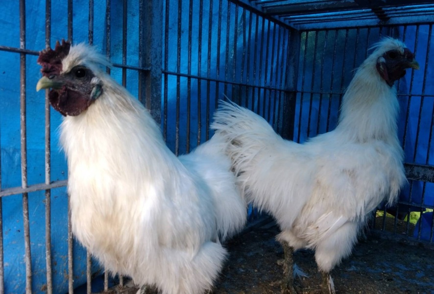 烏骨鶏 ペア 里親さん募集 岡山県 鳥の里親募集 2268 ペットのおうち 月間利用者150万人