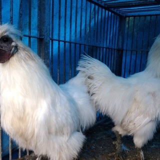 烏骨鶏(ペア？)里親さん募集！