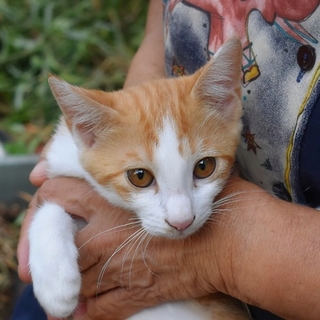 里親決定。ありがとうございます。