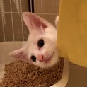 真っ白な天使、タンザ君❗️