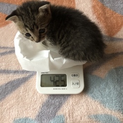 8月15日 生後24日からの成長と離乳食（＾∇＾）