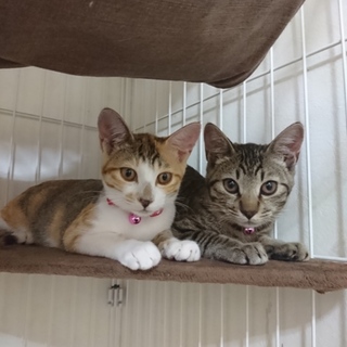 可愛い姉妹の里親募集してます！