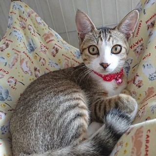 可愛い仲良し兄妹の里親様を探してます