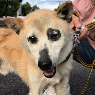 【緊急❗️】優しいおじいちゃんワンコです。