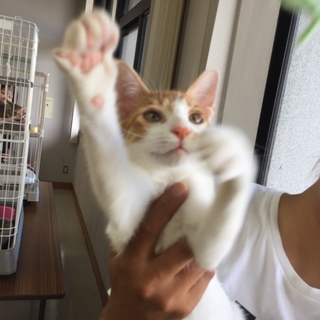 ボク人間が大好きなんです(*´∇｀*)