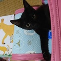 美しく 甘えん坊の黒猫 キュートちゃん