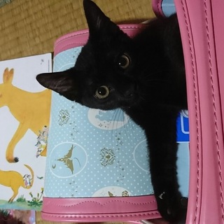 美しく 甘えん坊の黒猫 キュートちゃん