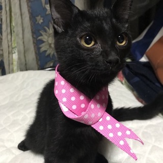 黒猫って すっごく可愛いんですよ❤︎