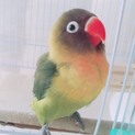 ボタンインコ です