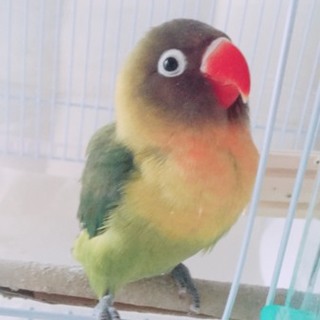 ボタンインコ です