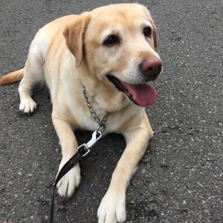 ラブラドールレトリーバー優しく大人しいチャコちゃん
