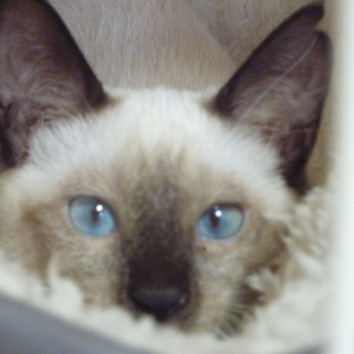 ブルーアイ、シャム系の女の子