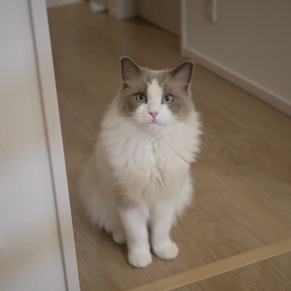 セイジのカバー写真