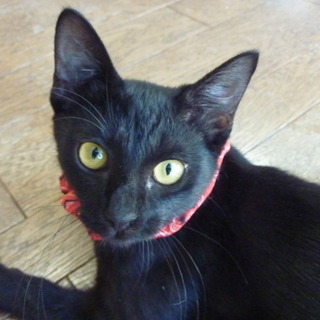 大きな金目の黒猫