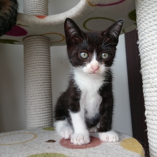 ロビン、正式譲渡決定！ありがとうございました♡