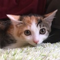 大人しい三毛猫萌ちゃん