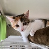 大人しい三毛猫萌ちゃん サムネイル2