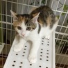 大人しい三毛猫萌ちゃん サムネイル3