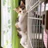 大人しい三毛猫萌ちゃん サムネイル4