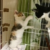 大人しい三毛猫萌ちゃん サムネイル5