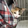 大人しい三毛猫萌ちゃん サムネイル6
