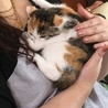 大人しい三毛猫萌ちゃん サムネイル7