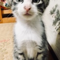 子猫の里親さん募集しています！
