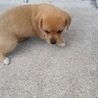子犬3匹　オス2 メス1 生後1ヶ月　即引渡し可 サムネイル5