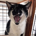 なでてーーーーー！超甘えんぼ