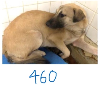 里親決定しました。