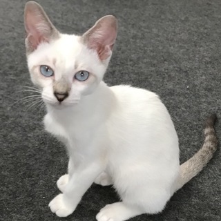 シャムミックス美男子レオくん