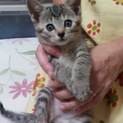 キジトラのミミちゃん　募集一時停止