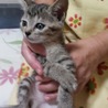 キジトラのミミちゃん　募集一時停止 サムネイル2