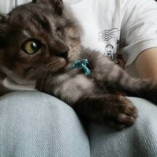 里親決定❤️片目のジャック❤️もらってください♪ 